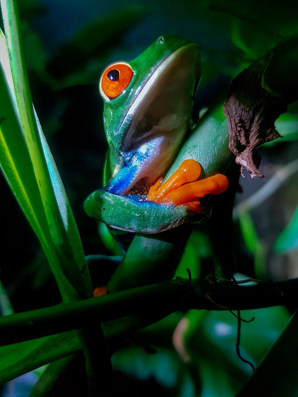 Costa Rica